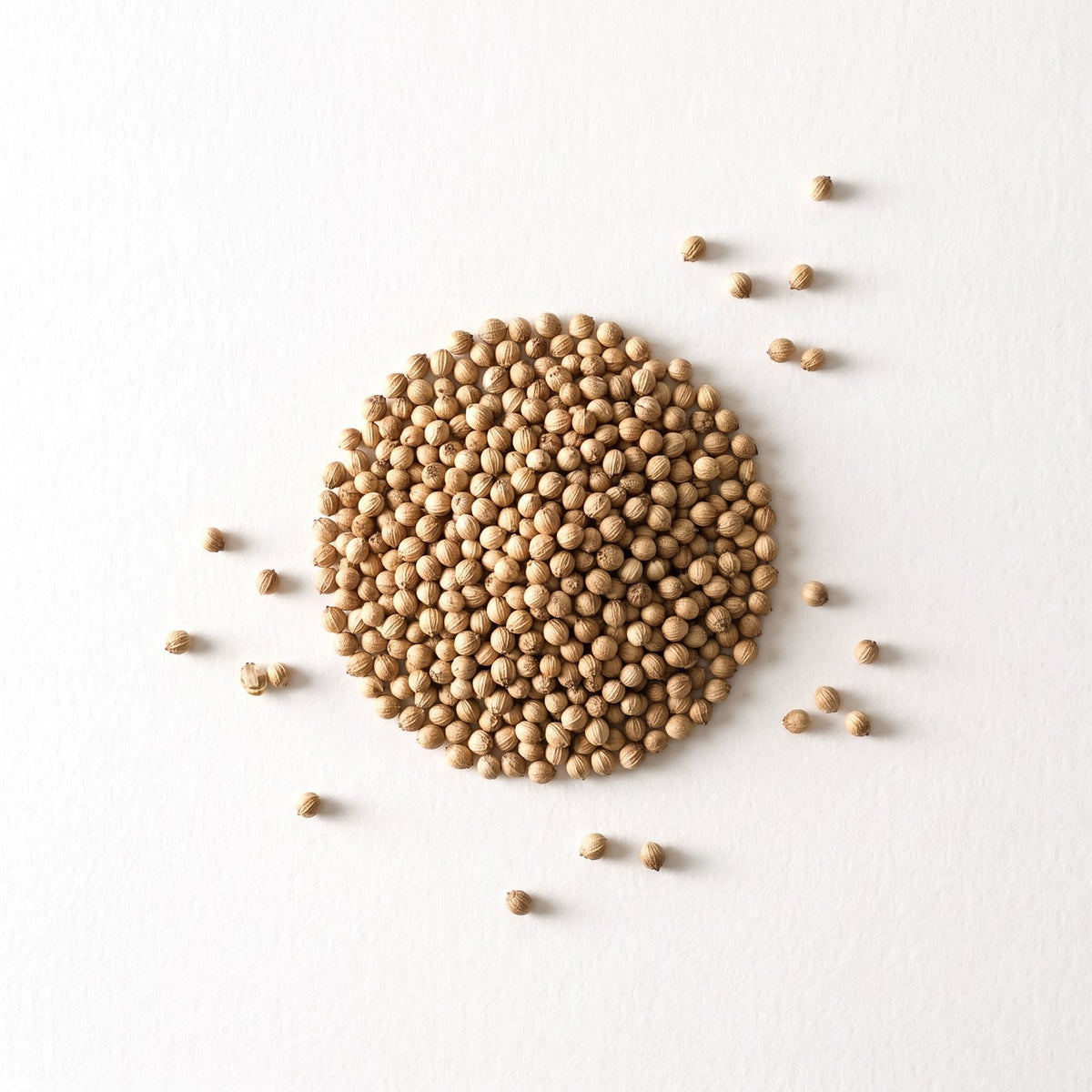 coriander, one of the nine botanicals in Fenrir gin
