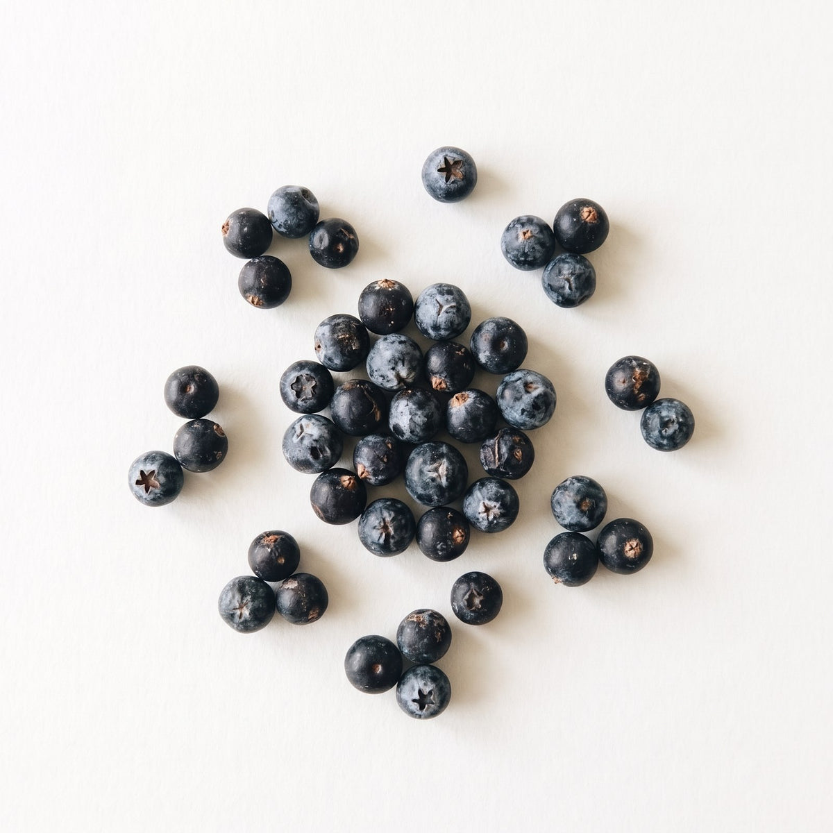 juniper, one of the nine botanicals in Fenrir gin